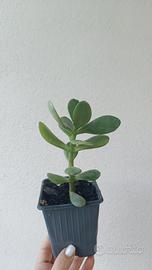 Pianta dei soldi crassula ovata in vaso 
