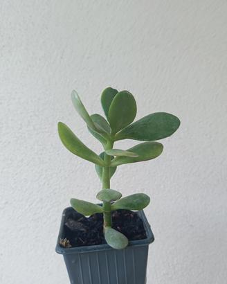 Pianta dei soldi crassula ovata in vaso 