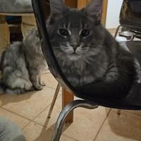 Main coon di 5 mesi disponibile