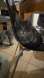 Main coon di 5 mesi disponibile