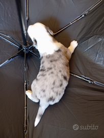 Cuccioli di border collie