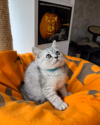 British shorthair white tabby