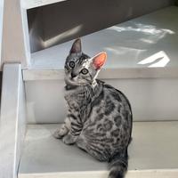 Bengala femmina x accoppiamento (NO VENDITA)