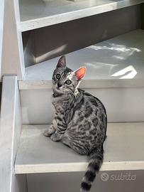 Bengala femmina x accoppiamento (NO VENDITA)