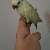 Inseparabile allevato a mano