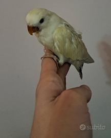 Inseparabile allevato a mano