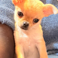 Cucciolo di chihuahua femmina