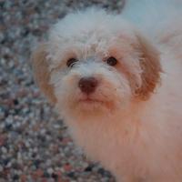 Cuccioli di Lagotto Romagnolo