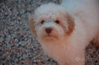 Cuccioli di Lagotto Romagnolo