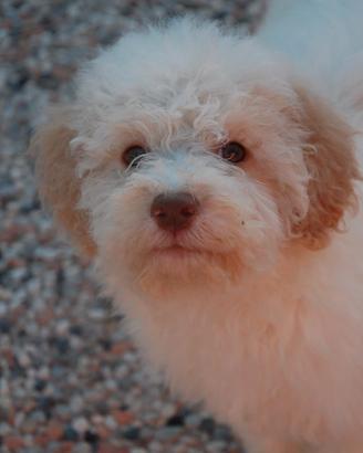 Cuccioli di Lagotto Romagnolo
