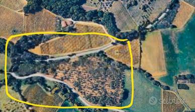 Terreno con noceto e piante da frutto