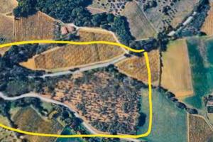 Terreno con noceto e piante da frutto
