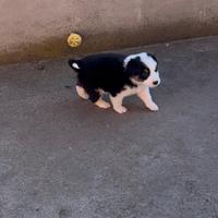 Border collie