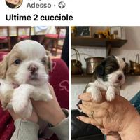 Cuccioli Cavalier King