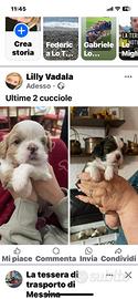 Cuccioli Cavalier King