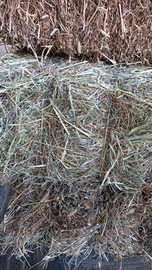 Fieno per capre e pecore