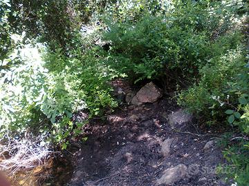 Sughereta zona Calangianus