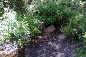 Sughereta zona Calangianus