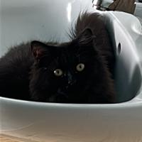 Gatti anallergici razza Siberiana