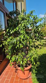 Ficus Benjamin