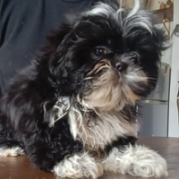 Splendida cucciola di Shitzu