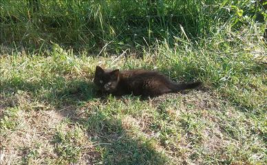 Gattini