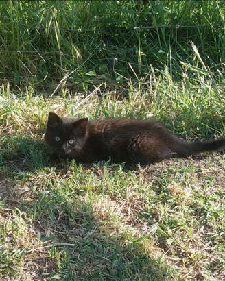 Gattini