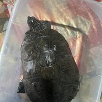 Tartaruga d'acqua dolce