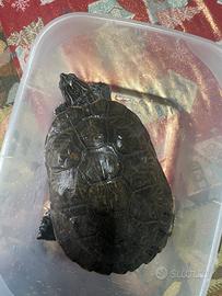 Tartaruga d'acqua dolce