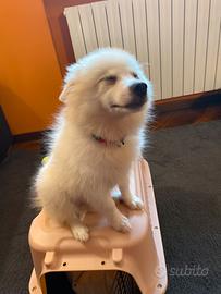 Cucciolo mix mini spitz di pomerania