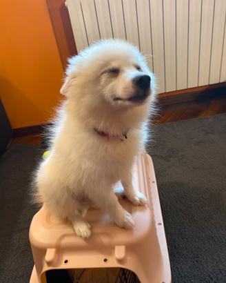 Cucciolo mix mini spitz di pomerania
