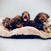 Cuccioli di bassotti kaninchen M e F