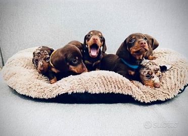 Cuccioli di bassotti kaninchen M e F