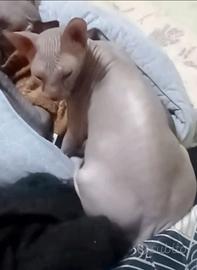 Don Sphynx Blu
