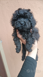 Barboncini maschietti