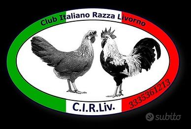 Livornesi