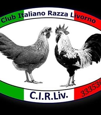 Livornesi