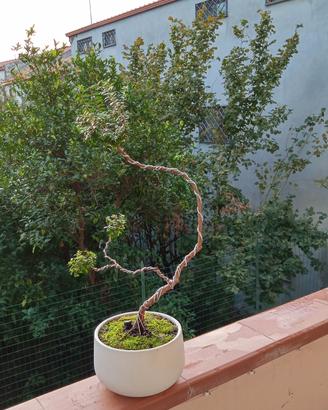 bonsai di mirto 