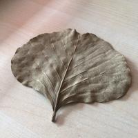 Arredo acquario terrario: foglie coccoloba uvifera