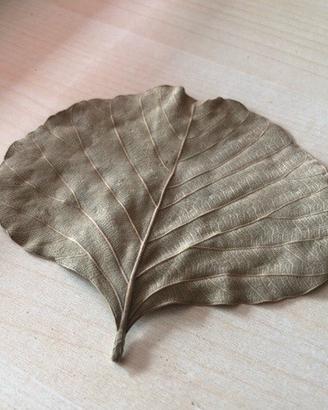 Arredo acquario terrario: foglie coccoloba uvifera