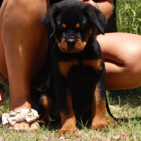 Rottweiler cucciolo