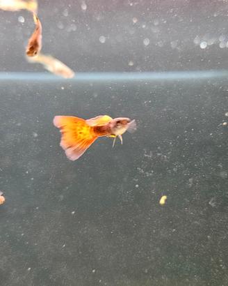 Pesci Guppy