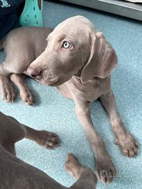 Weimaraner
