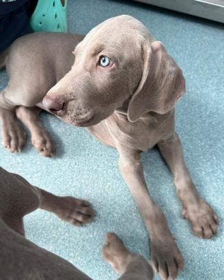 Weimaraner