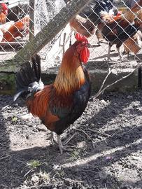 Gallo