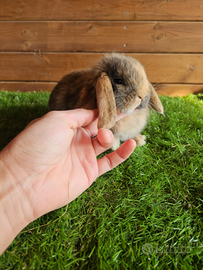 Conigli nani arete minilop