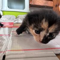 Gattini nati da pochissimo