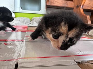 Gattini nati da pochissimo