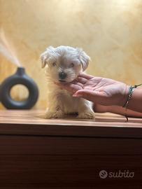 Maltese