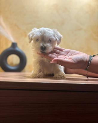 Maltese